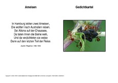 Ameisen-Ringelnatz.pdf